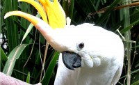 /album/fotogaleria-inicio/cacatua-jpg/