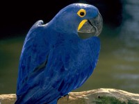 /album/fotogaleria-inicio/loros-jpg/
