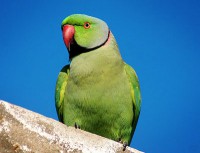 /album/fotogaleria-inicio/parakeet-00341-jpg/